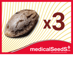 a) 3 seeds to choose: THC, CBD or Auto