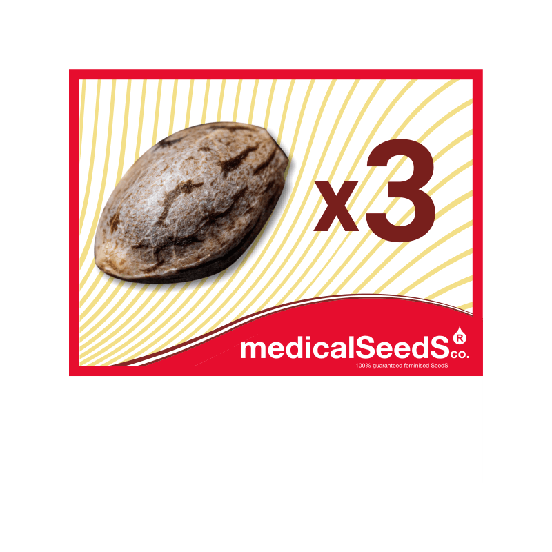 a) 3 seeds to choose between THC, CBD or Auto