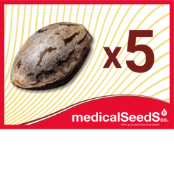 a) 5 semillas a elegir entre THC, CBD o Auto