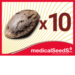 a) 10 Samen. Wählen: THC, CBD oder Auto