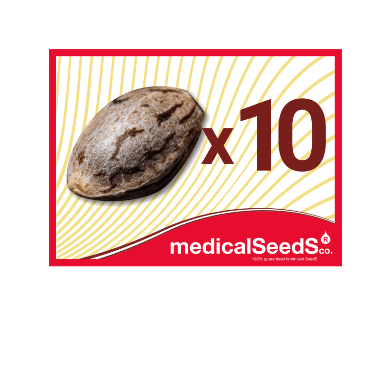a) 10 semillas a elegir entre THC, CBD o Auto
