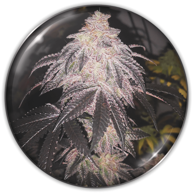 Cookies Sherbert (autofiorente)