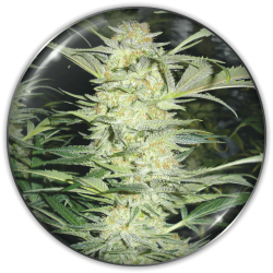 White Widow - granel