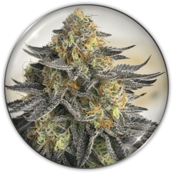 Sanativa CBD (autoflowering)